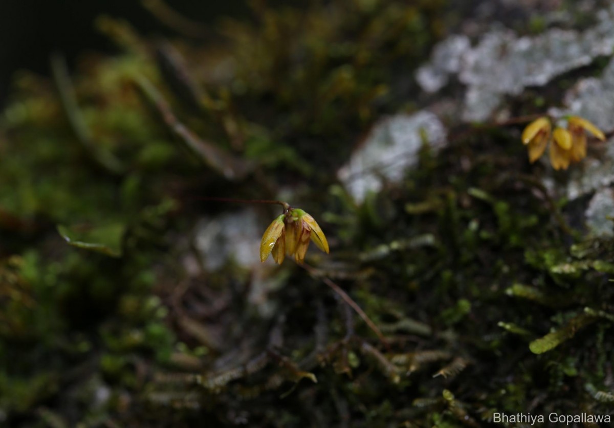 Bulbophyllum petiolare Thwaites